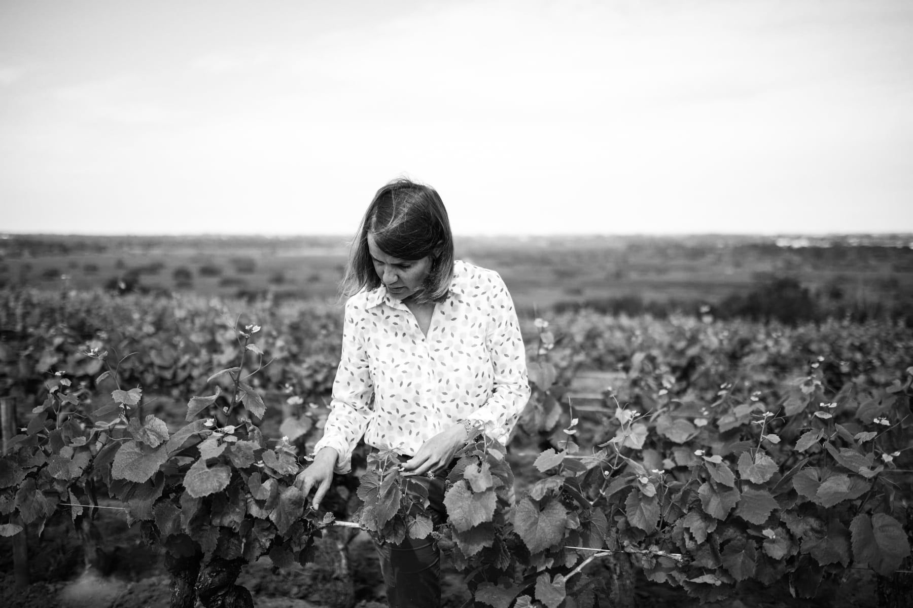 Woman in vineyard, examining vines under an overcast sky, at Luneau Papin