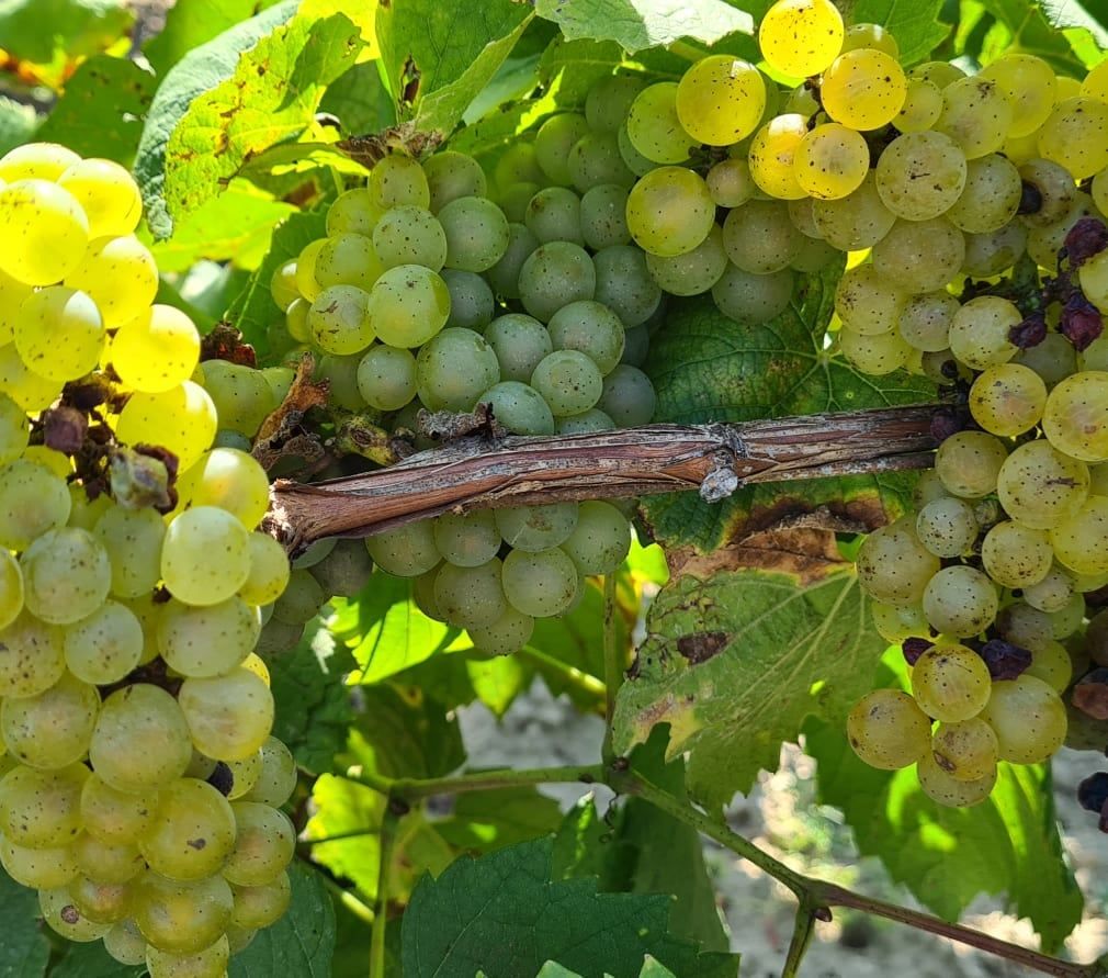 Green and yellow grapes on a vine branch, at Luneau Papin