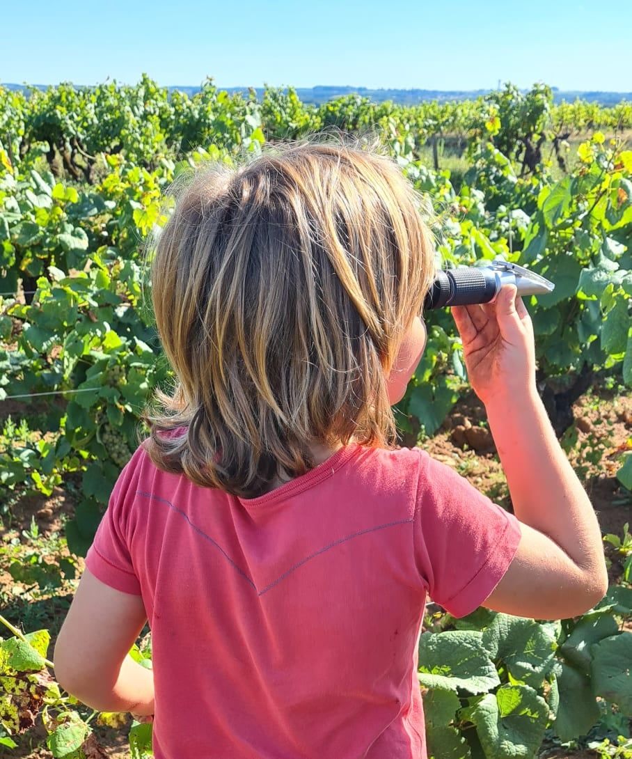 Child in a vineyard looking through a refractometer, at Luneau Papin