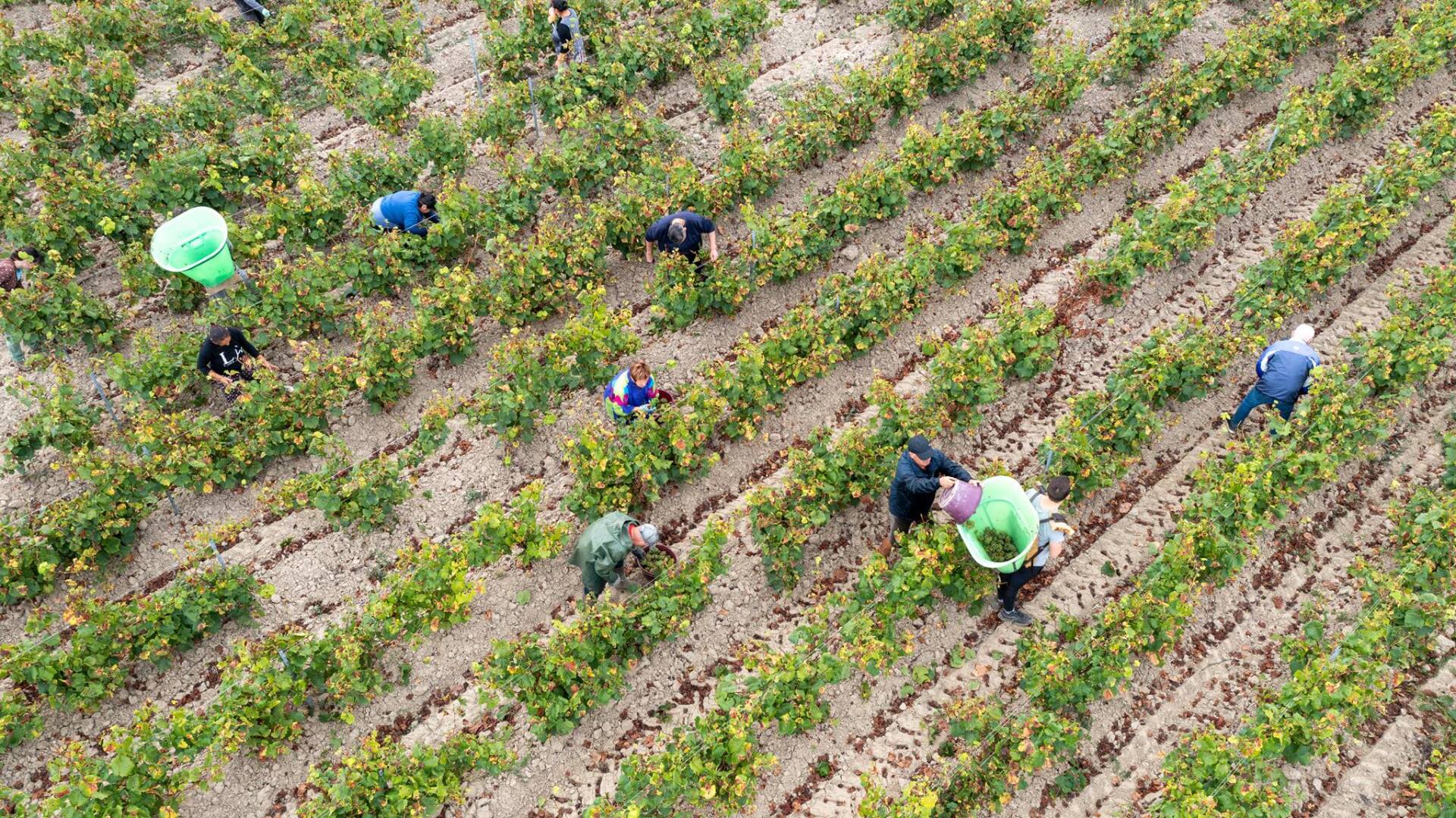 Workers harvesting grapes in a vineyard, at Luneau Papin