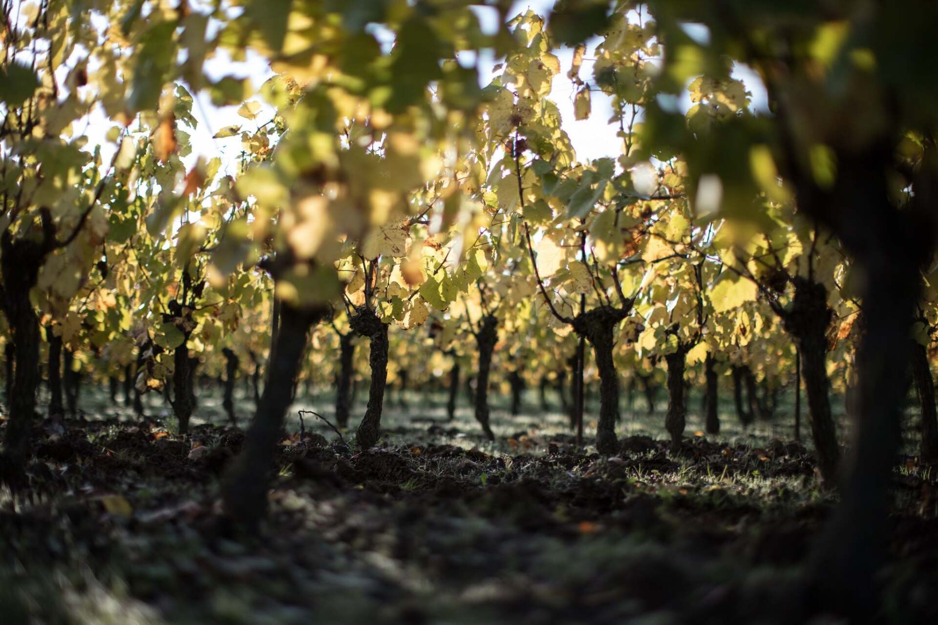 Rows of bare grape vines with yellow leaves in a vineyard , at Luneau Papin