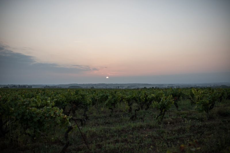 Vineyard at dawn with rows of vines, faint sun on the horizon, at Luneau Papin