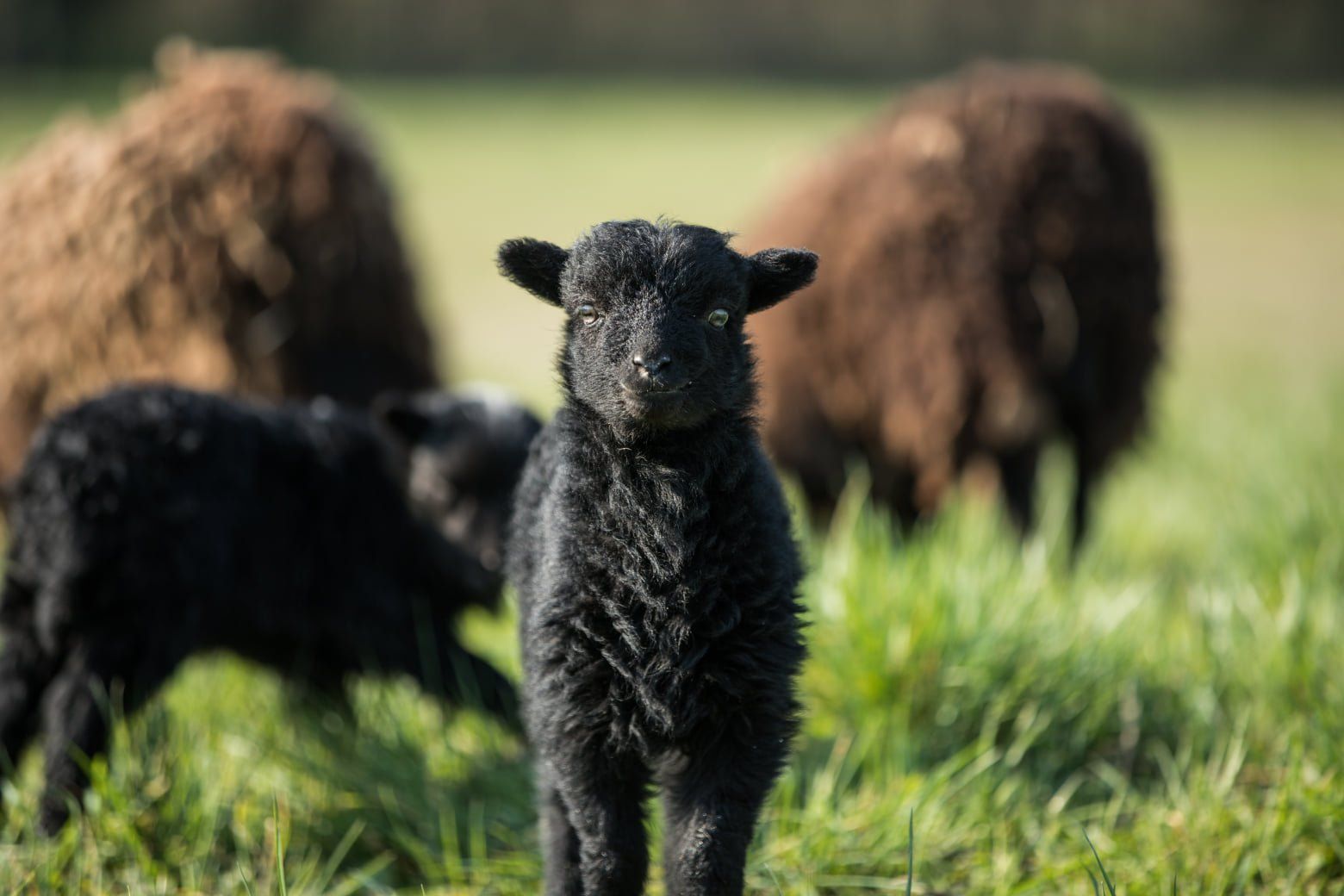 Black lamb with two brown sheep in the background, at Luneau Papin