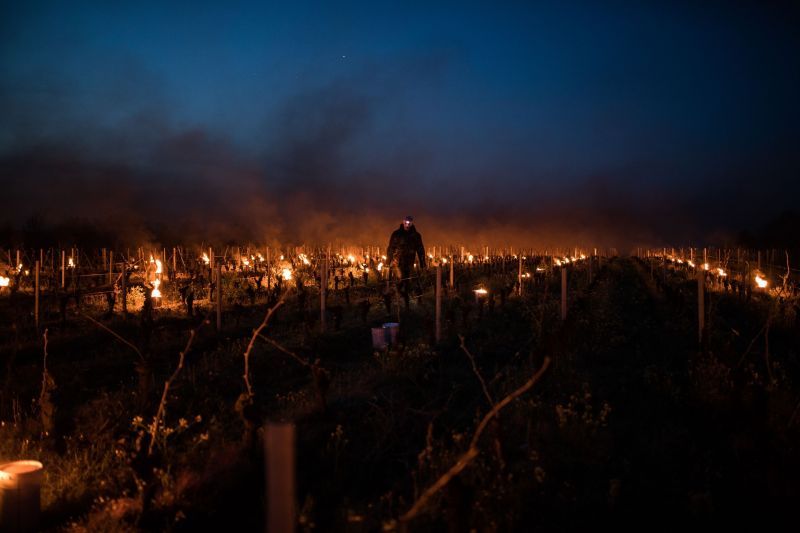 Person walking through Luneau Papin vineyard lit by fires at night.
