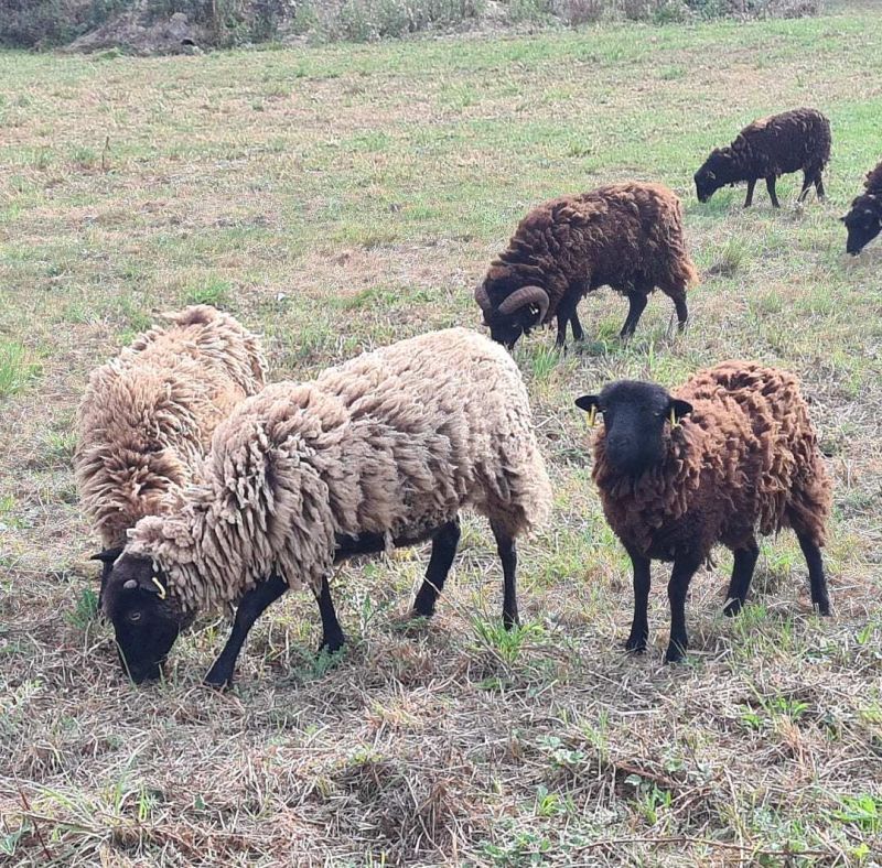 Sheep grazing in a grassy field; at Luneau Papin