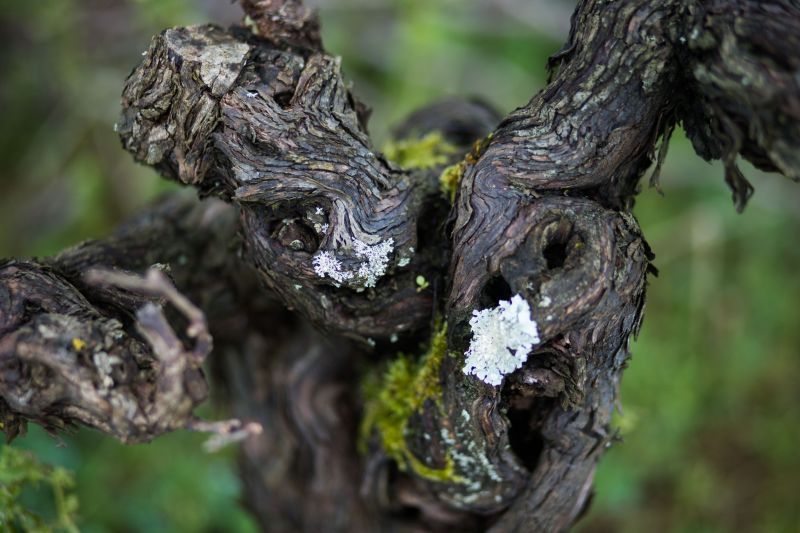Close-up of a weathered grapevine with patches of green moss and white lichen, at Luneau Papin