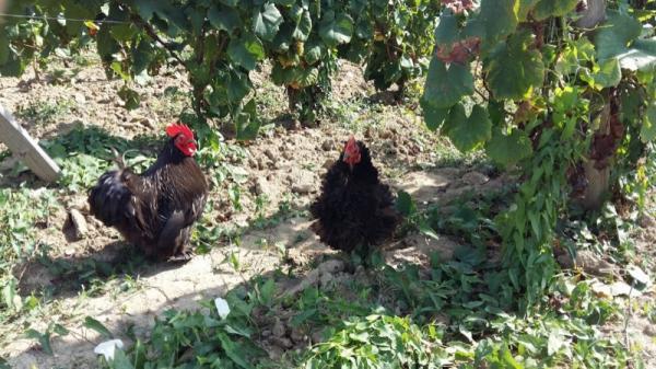 Two black chickens with red combs in a grassy area under vines, at Luneau Papin