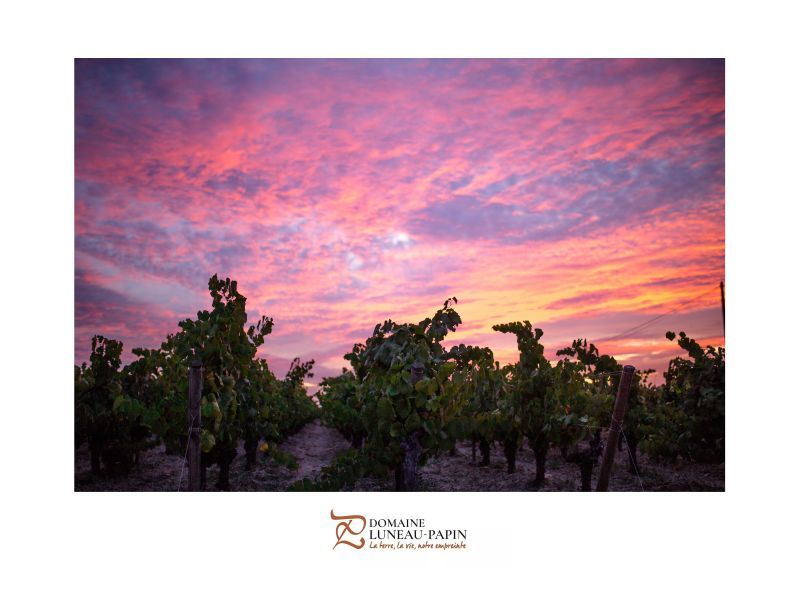 Vivid sunset over a vineyard with silhouettes of grape vines, at Luneau Papin