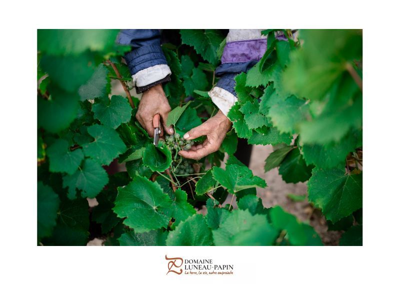 Worker pruning green grapes on a vine; at Luneau Papin vineyard.