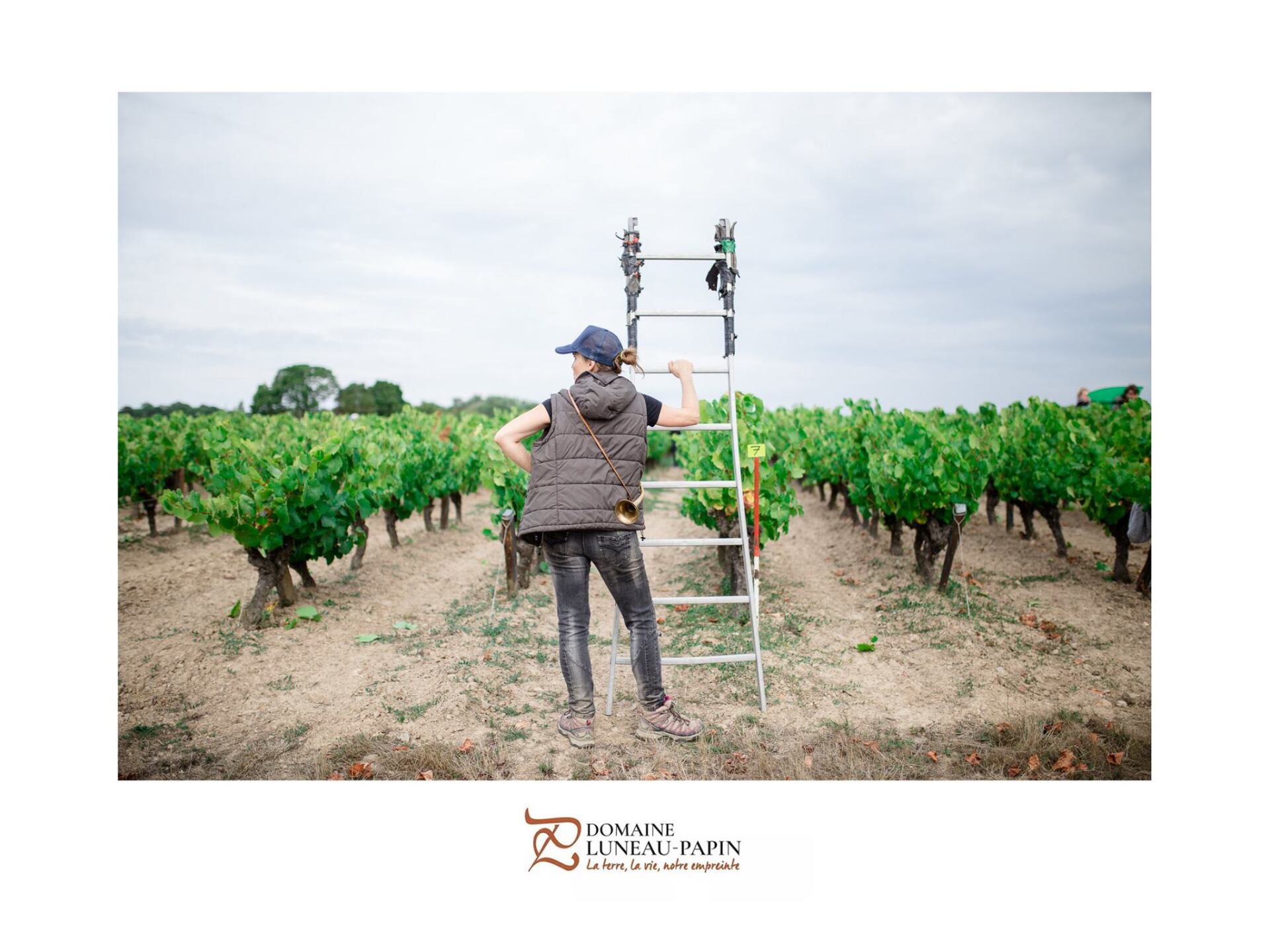Winemaker in Luneau Papin vineyard by ladder, wearing vest and cap, looking up at the vines.