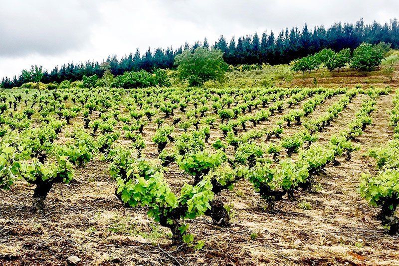 Vineyard with rows of grapevines on a hillside , at Maquina y Tabla.