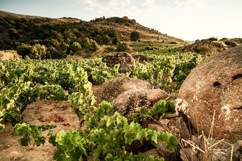 Máquina y Tabla vineyard with rocks, and a hill in the background