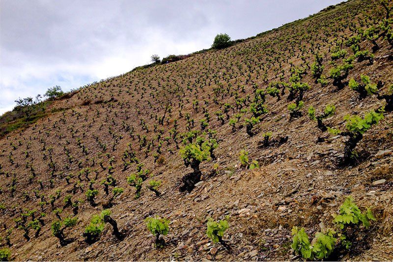 Vineyard on a steep hillside, with rows of young grape vines and bare earth at Maquina y Tabla.