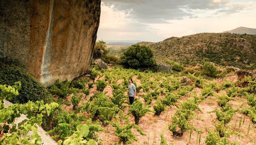 Person standing in Máquina y Tabla vineyards on a hillside with large rock face.