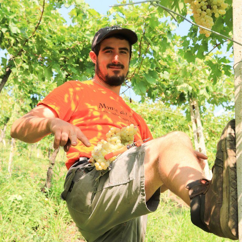 Marco Barba in the vineyard, holding grapes and knife.