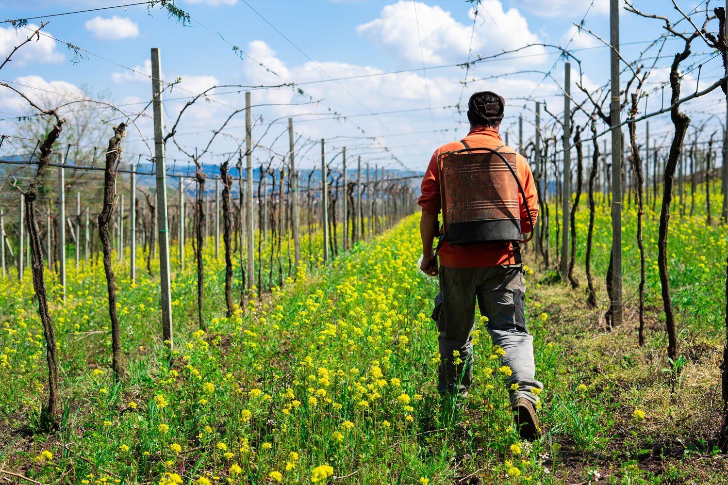 Marcobarba winemaker spraying vines in the vineyard