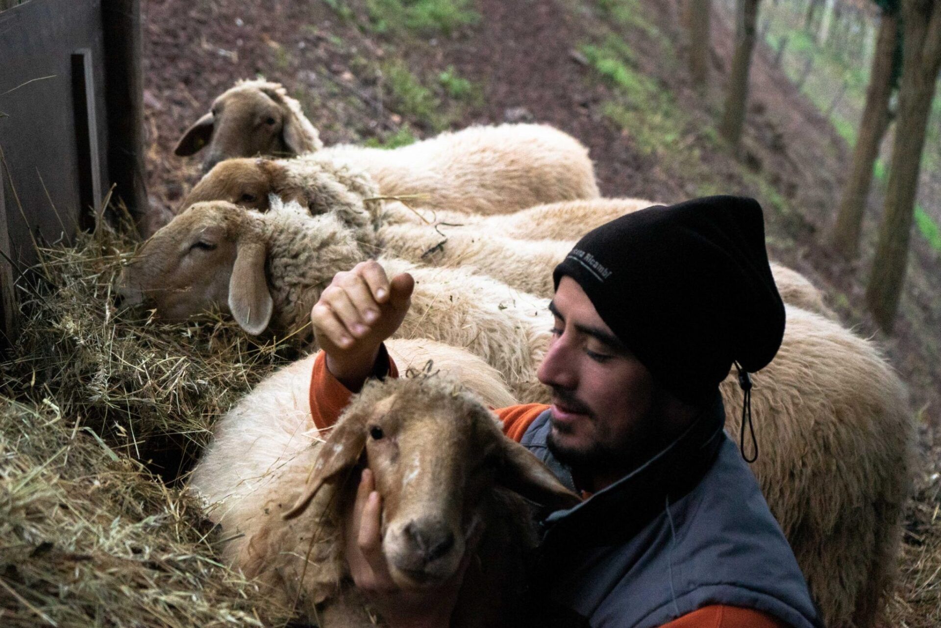 Marcobarba winemaker petting a sheep inside a livestock trailer filled with hay.