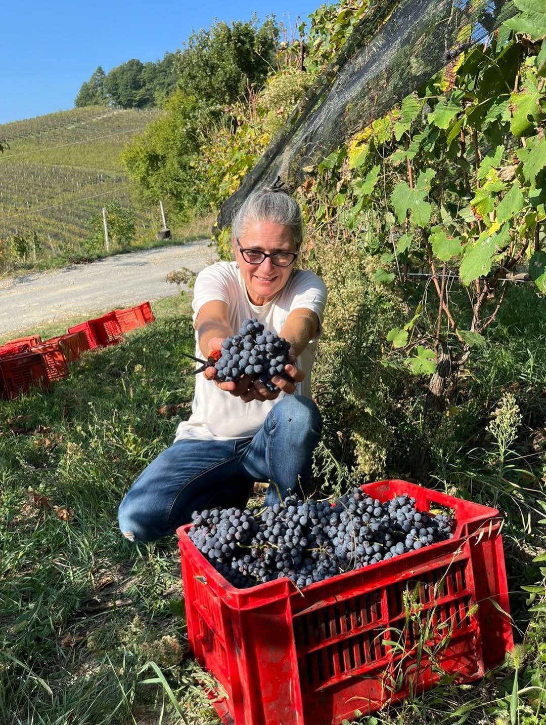 Person kneeling in a vineyard holds up handful of dark grapes. Red crate filled with grapes sits on the ground.