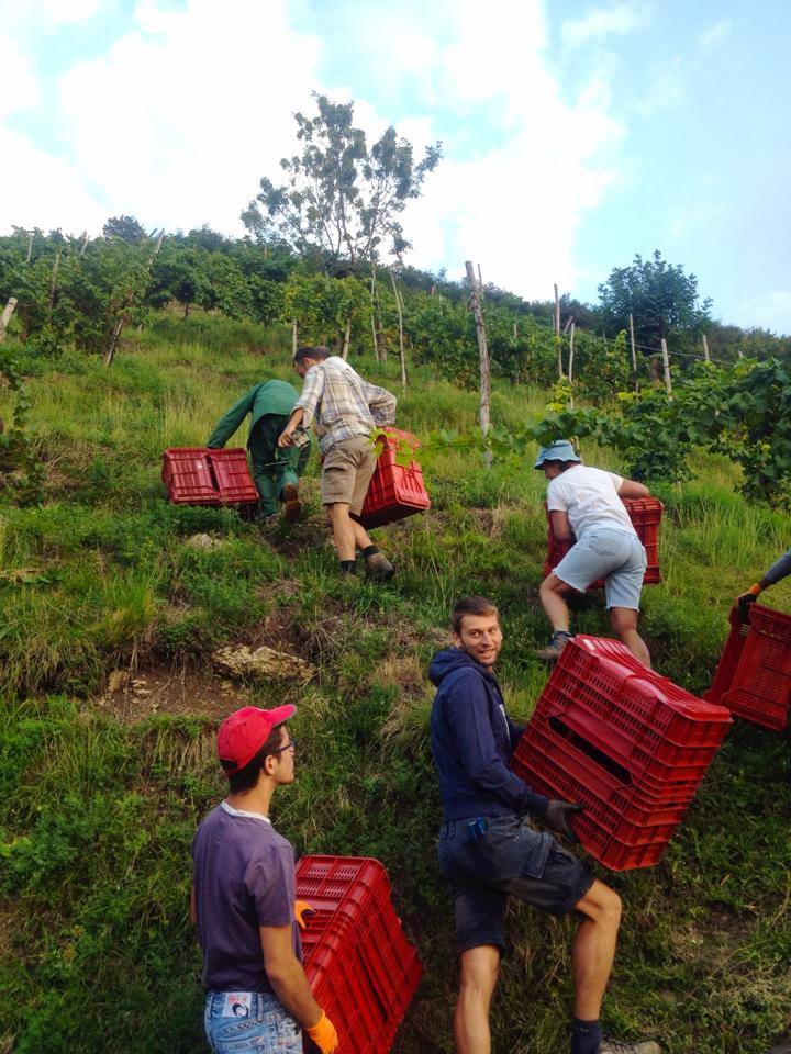 People carrying red crates uphill in a vineyard, harvesting grapes at Mongarda