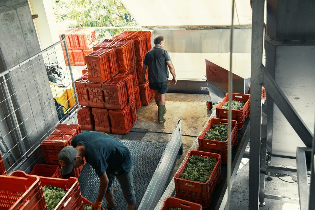 Workers unloading green grapes from red crates, at Mongarda