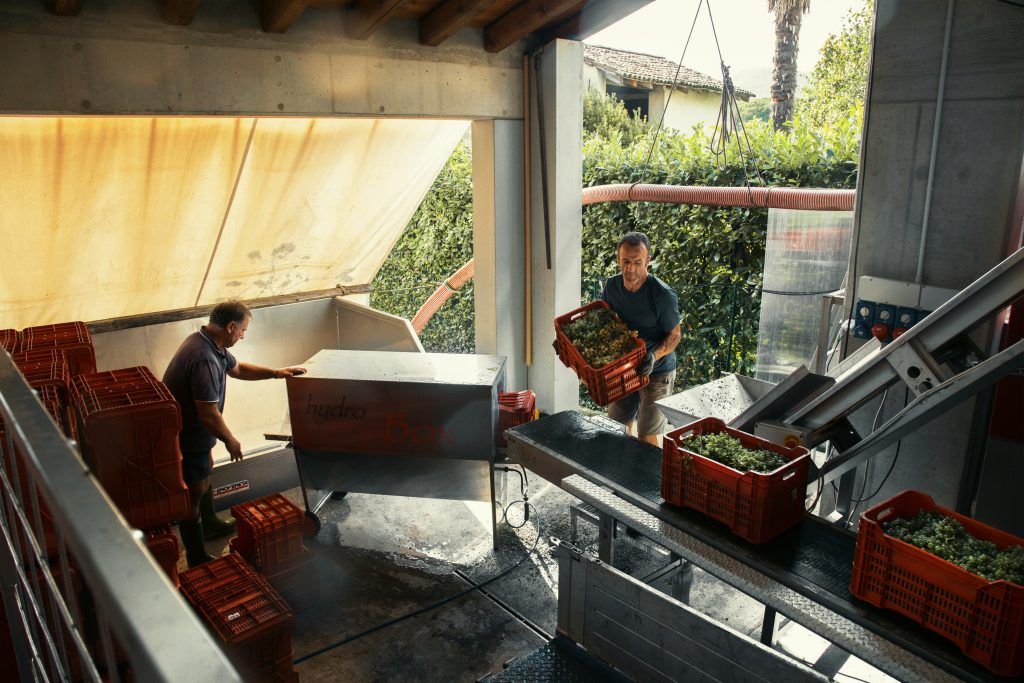 Two men unloading crates of grapes onto a conveyor belt inside Mongarda winery.