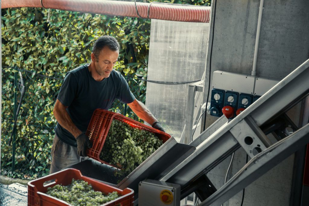 Man pours grapes from a red bin onto a conveyor belt in Mongarda winery