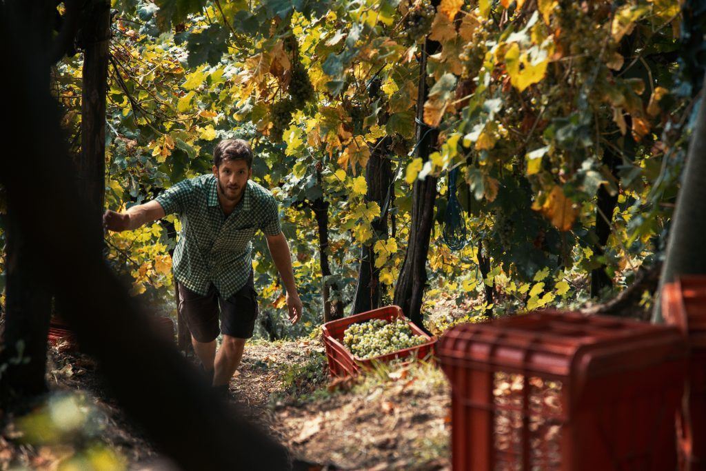 Man walking in a vineyard, carrying grapes at Mongarda