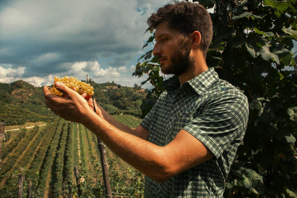 Man holding a bunch of yellow grapes, with a vineyard in background, at Mongarda.