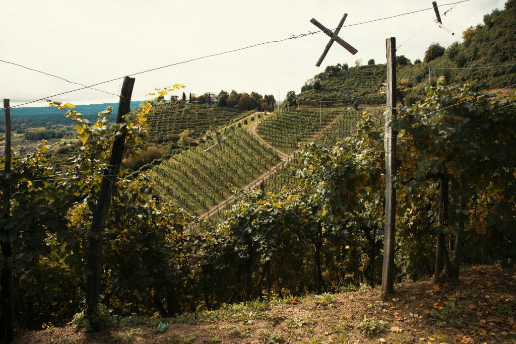 Vineyard on a hillside, with rows of grapevines, at Mongarda