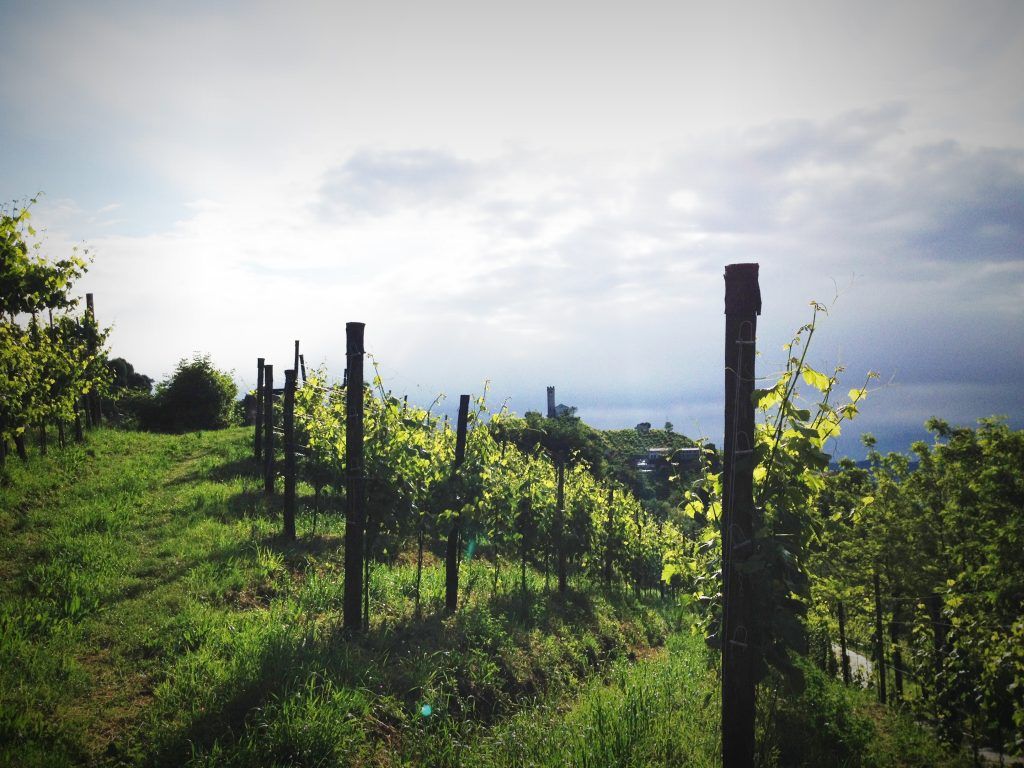 Vineyard with rows of grapevines on a grassy hillside, at Mongarda