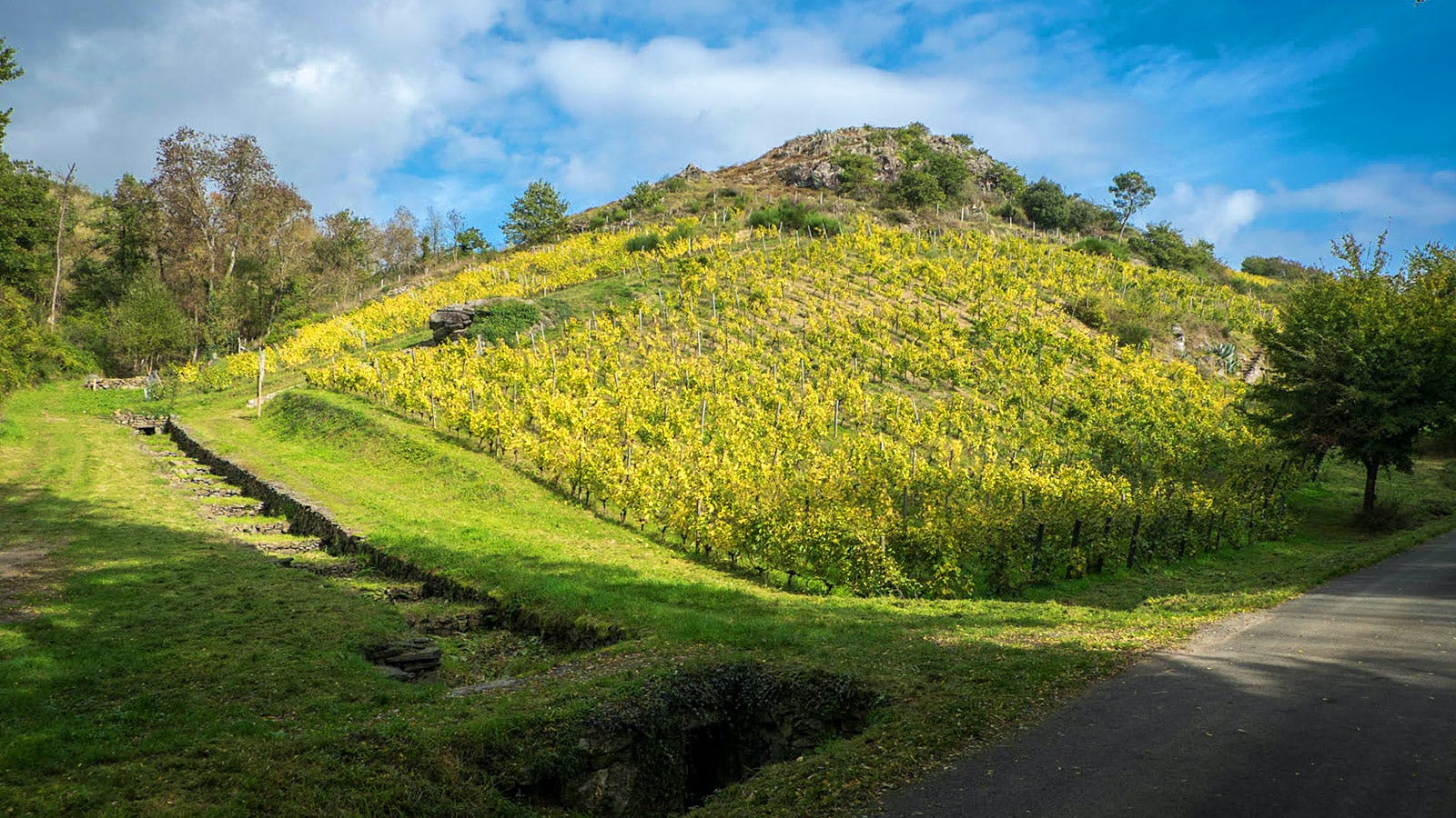 Vineyard on a hillside, yellow-green vines, grass, stone steps, road, and blue sky.