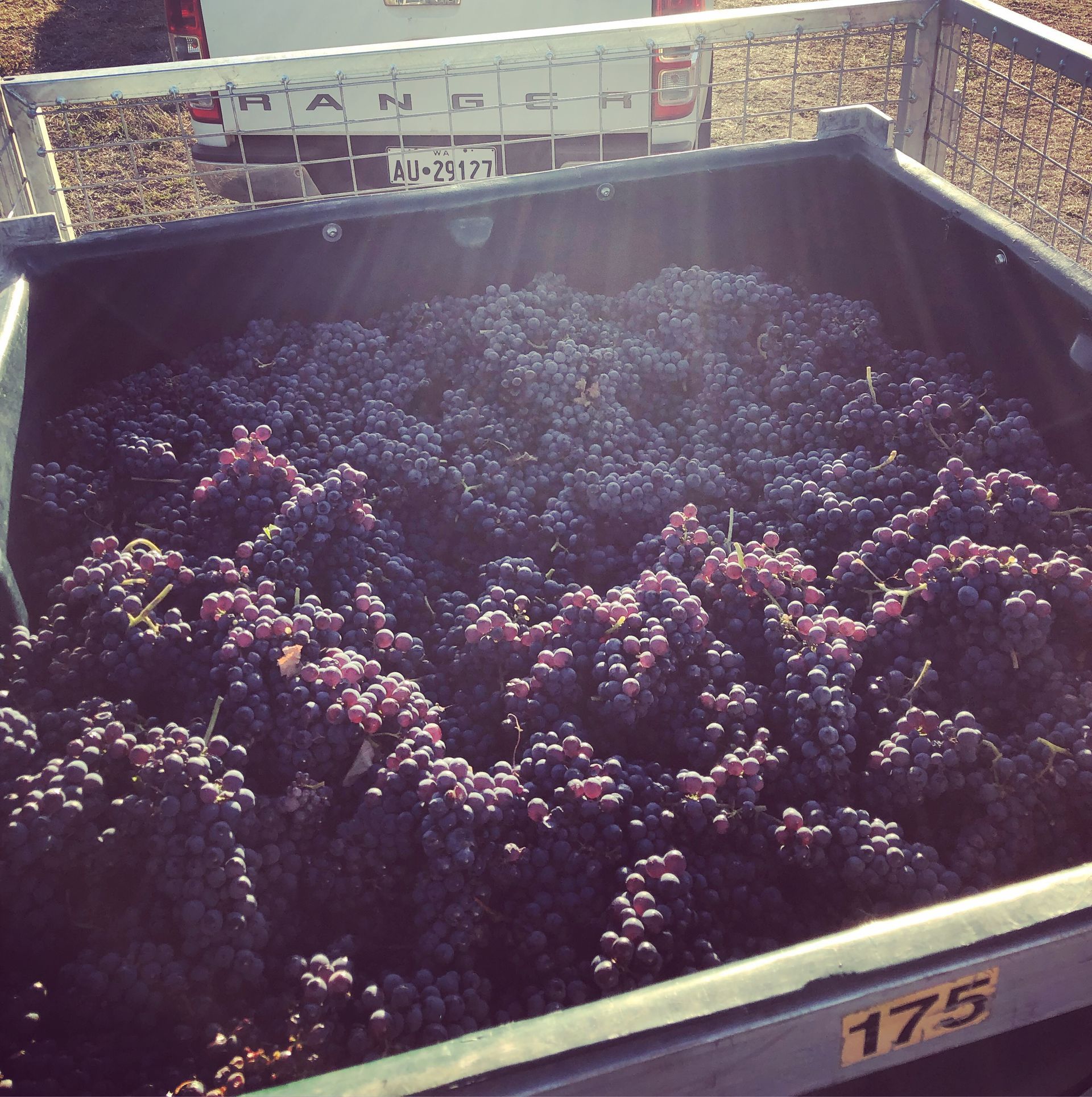 Harvested Nebbiolo grapes in a vineyard bin during harvest.