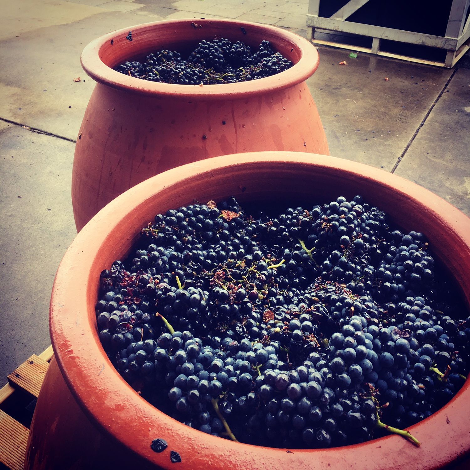 Freshly harvested Nebbiolo grapes in terracotta fermentation pots.