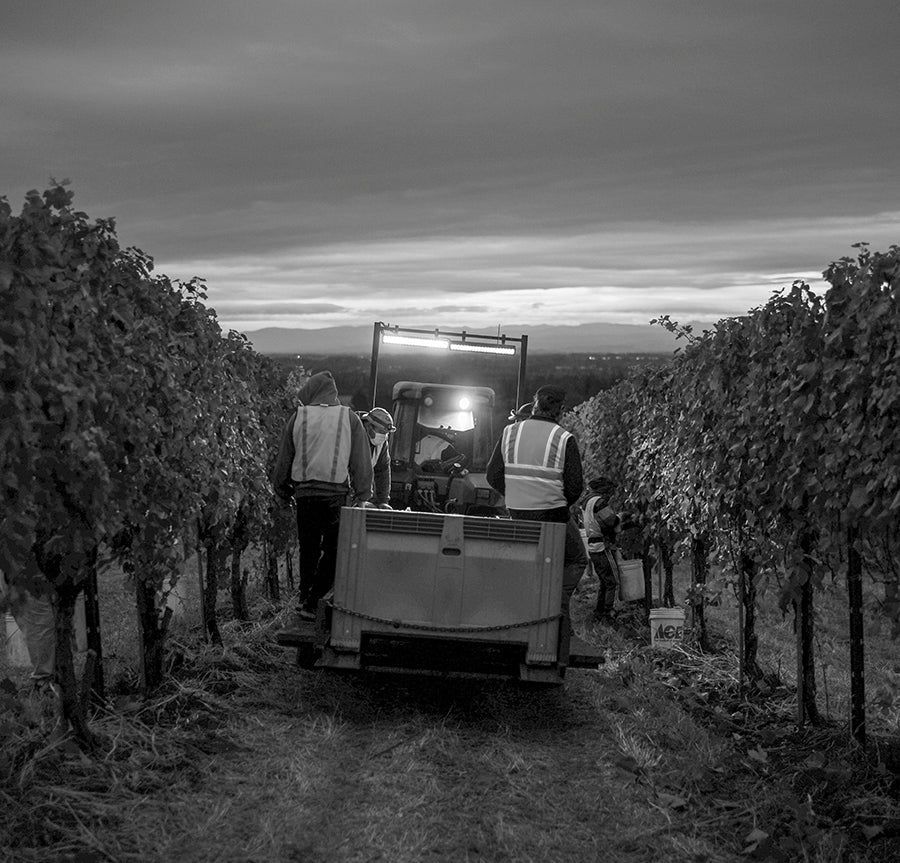Workers on a tractor collecting grapes in Evening Land vineyard.