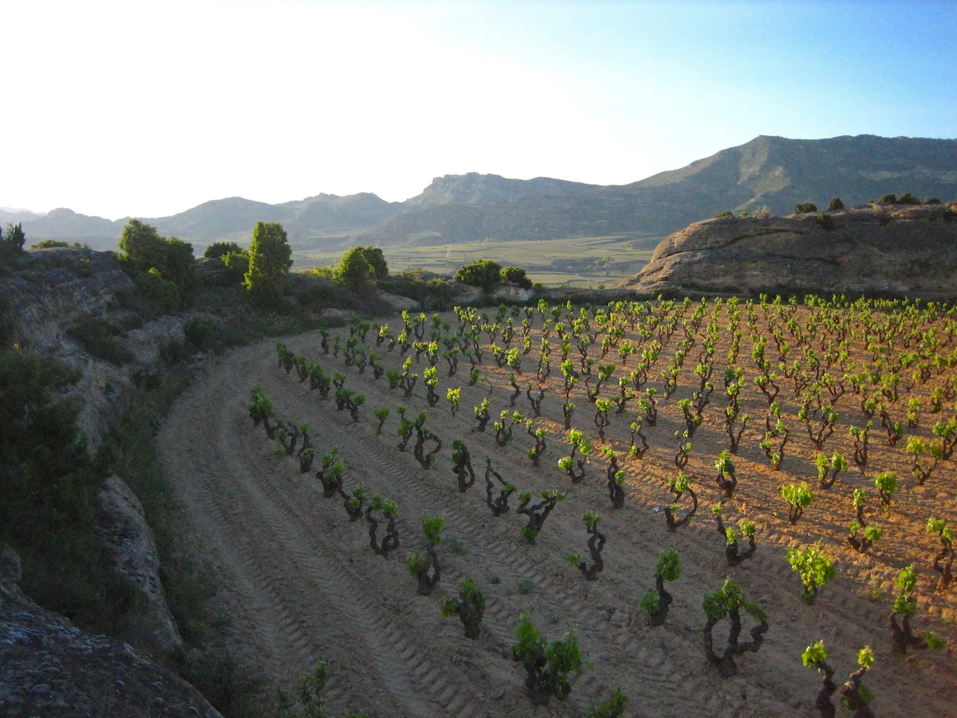 Vineyard rows with young green vines, in a sunny landscape with mountains in the background.