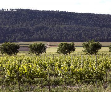 Vineyard with rows of grapevines, trees, and a forested hillside in the background, at Pago Casa Gran.