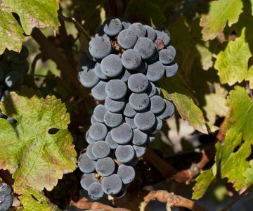 Dark purple grapes hanging on a vine with green leaves, at Pago Casa Gran.