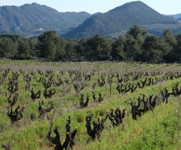 Vineyard with pruned grapevines in rows, green field, trees, and mountains in background, at Pago Casa Gran.