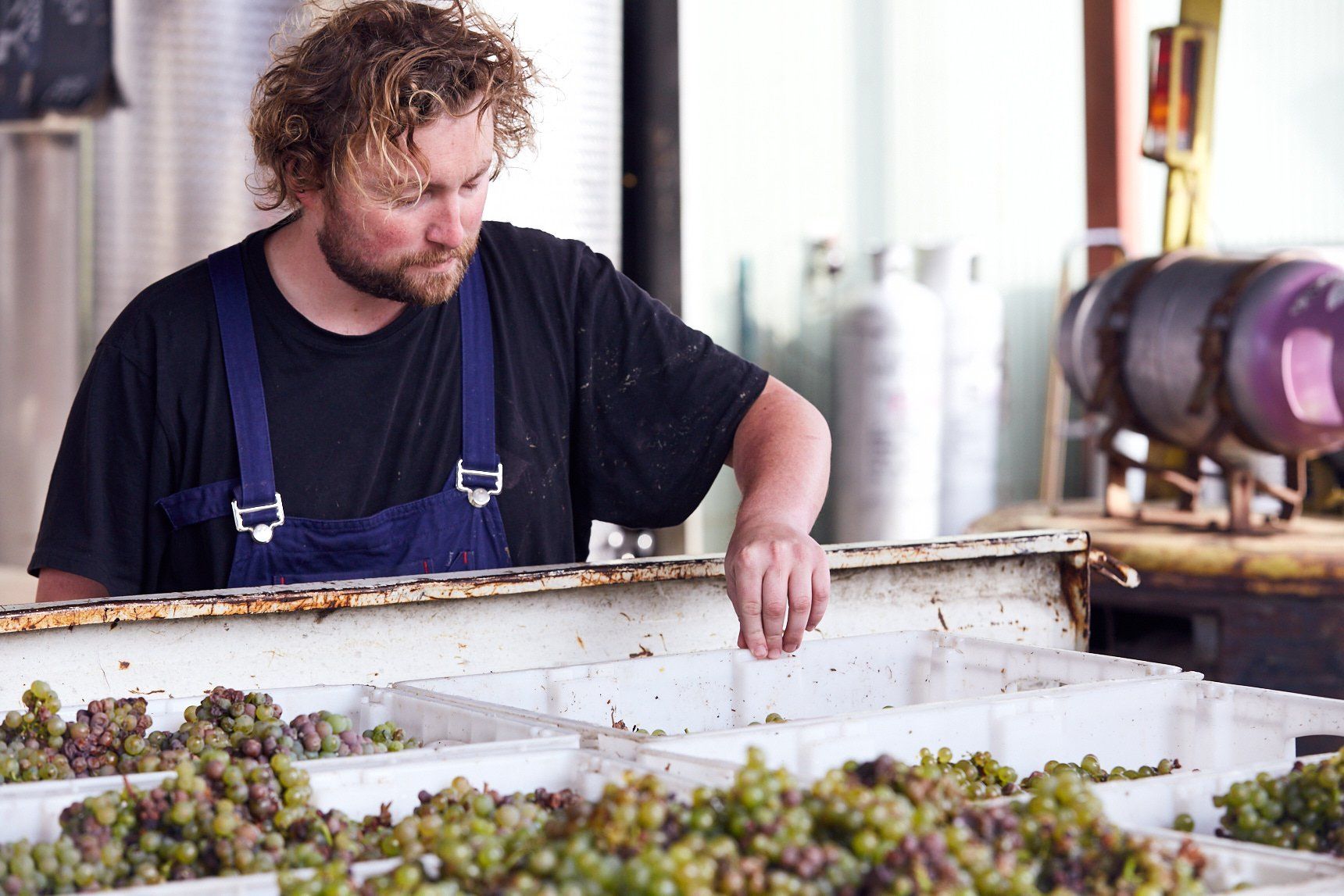 Patrick Sullivan, winemaker, sorting harvested grapes at the winery