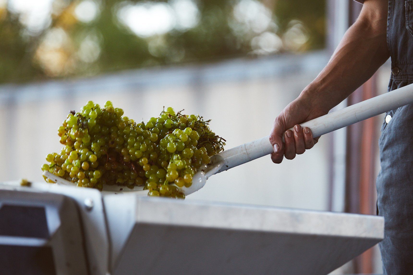 Harvested grapes being transferred into a press at the winery