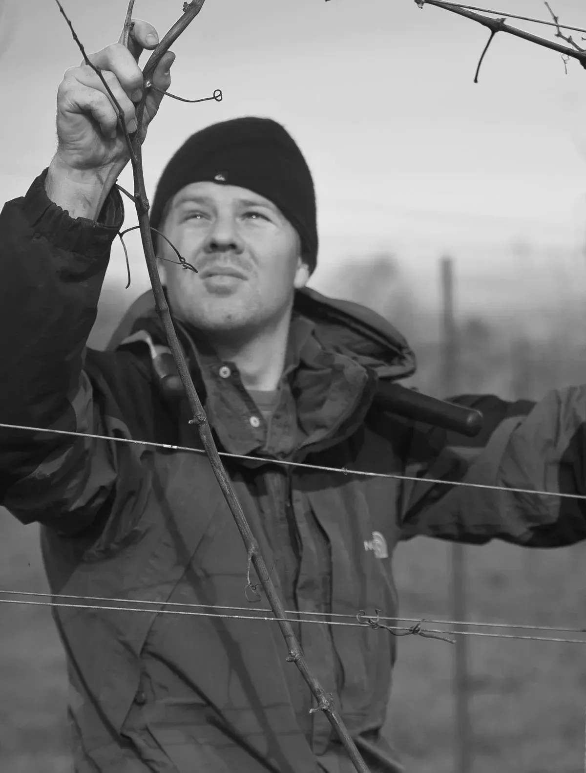 Vineyard worker pruning a grapevine at Evening Land vineyard.