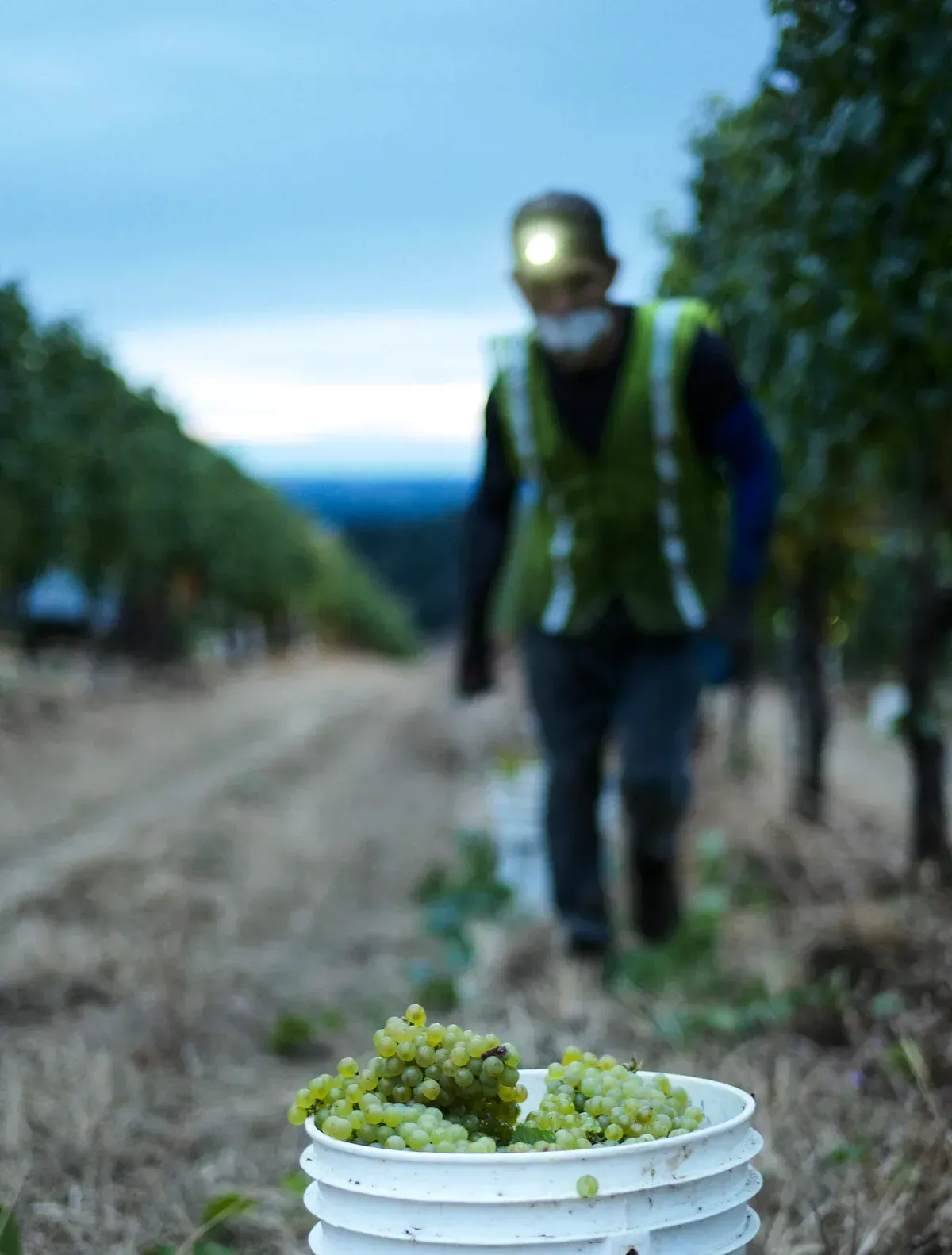 Vineyard worker carrying a bucket of grapes at Evening Land.