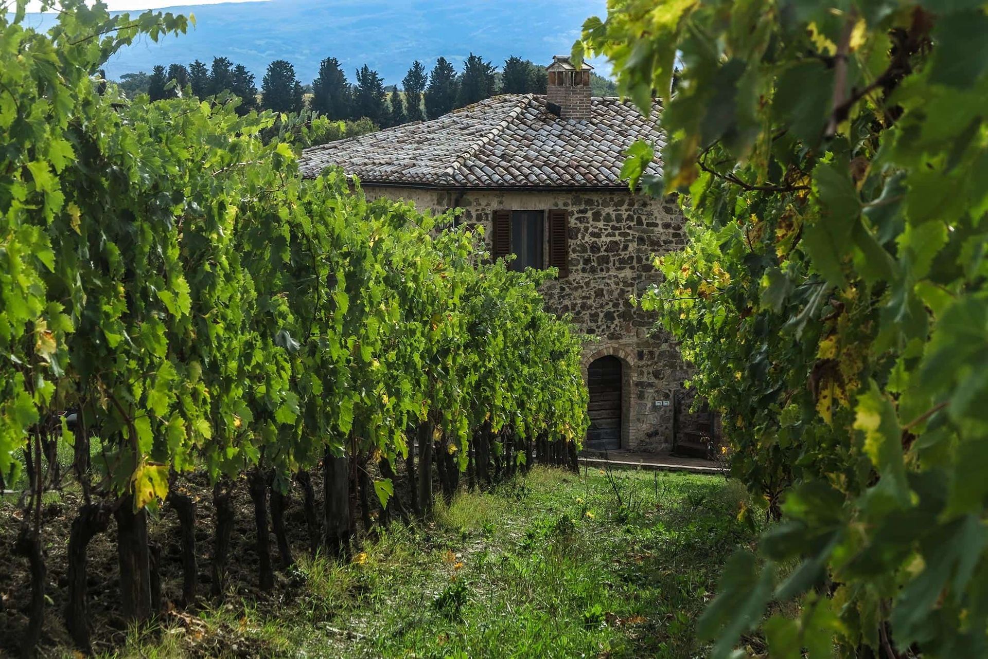 Vineyard with rows of green grapevines leading to a stone house at Pian dell'Orino.