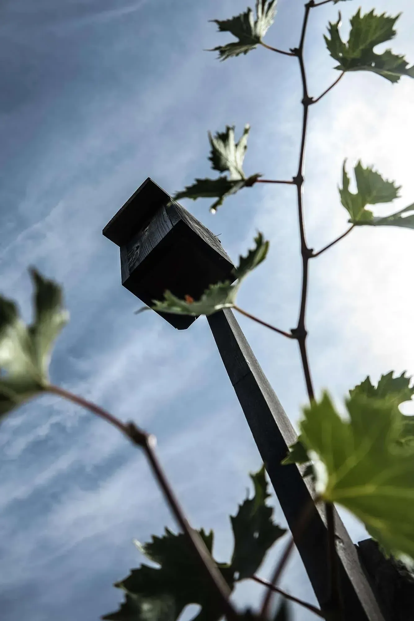 Low-angle shot of a metal post with a square top, surrounded by grape vines at Pian dell'Orino