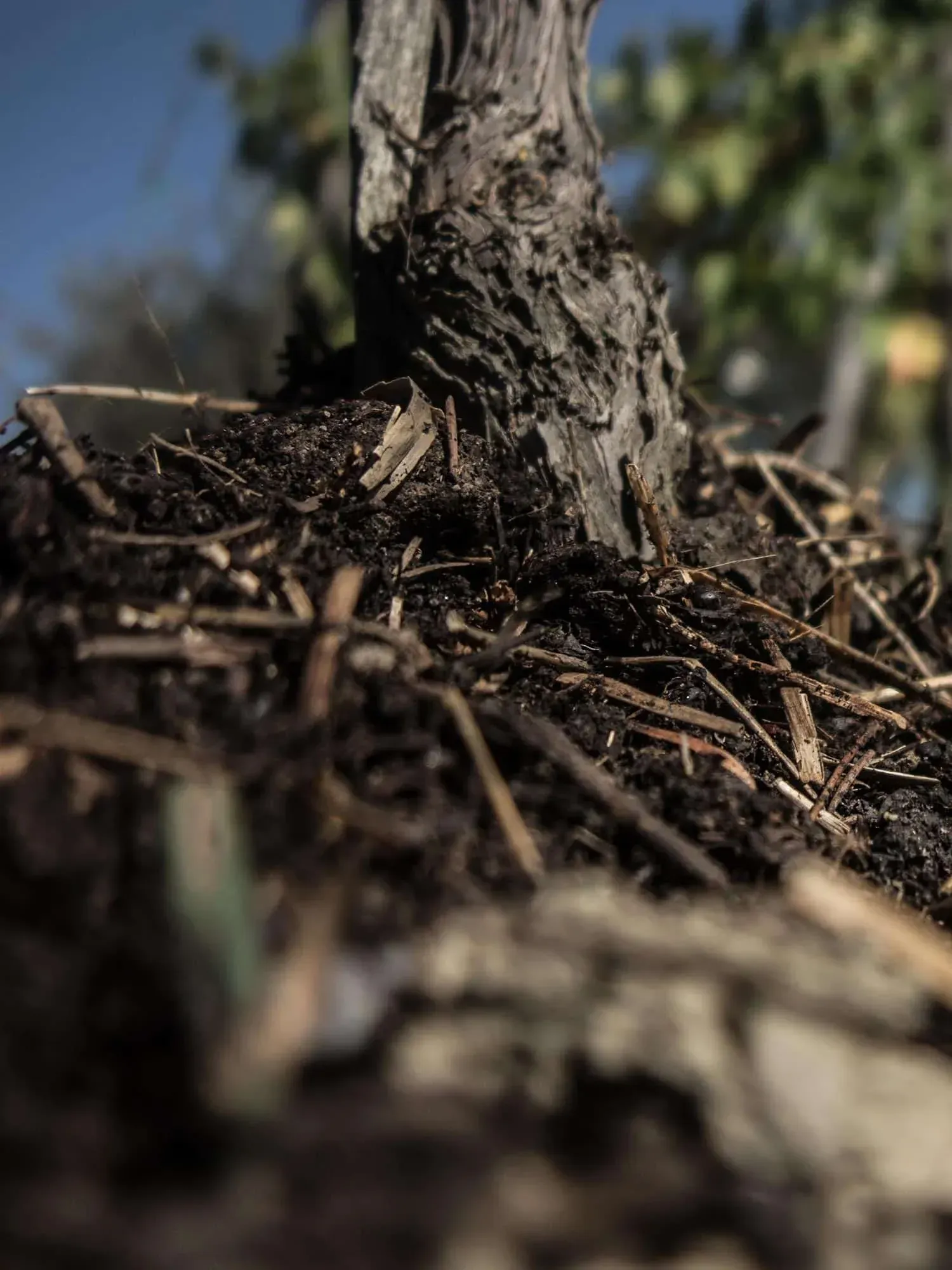 Close-up of a weathered tree trunk surrounded by dark mulch and twigs, at Pian dell'Orino