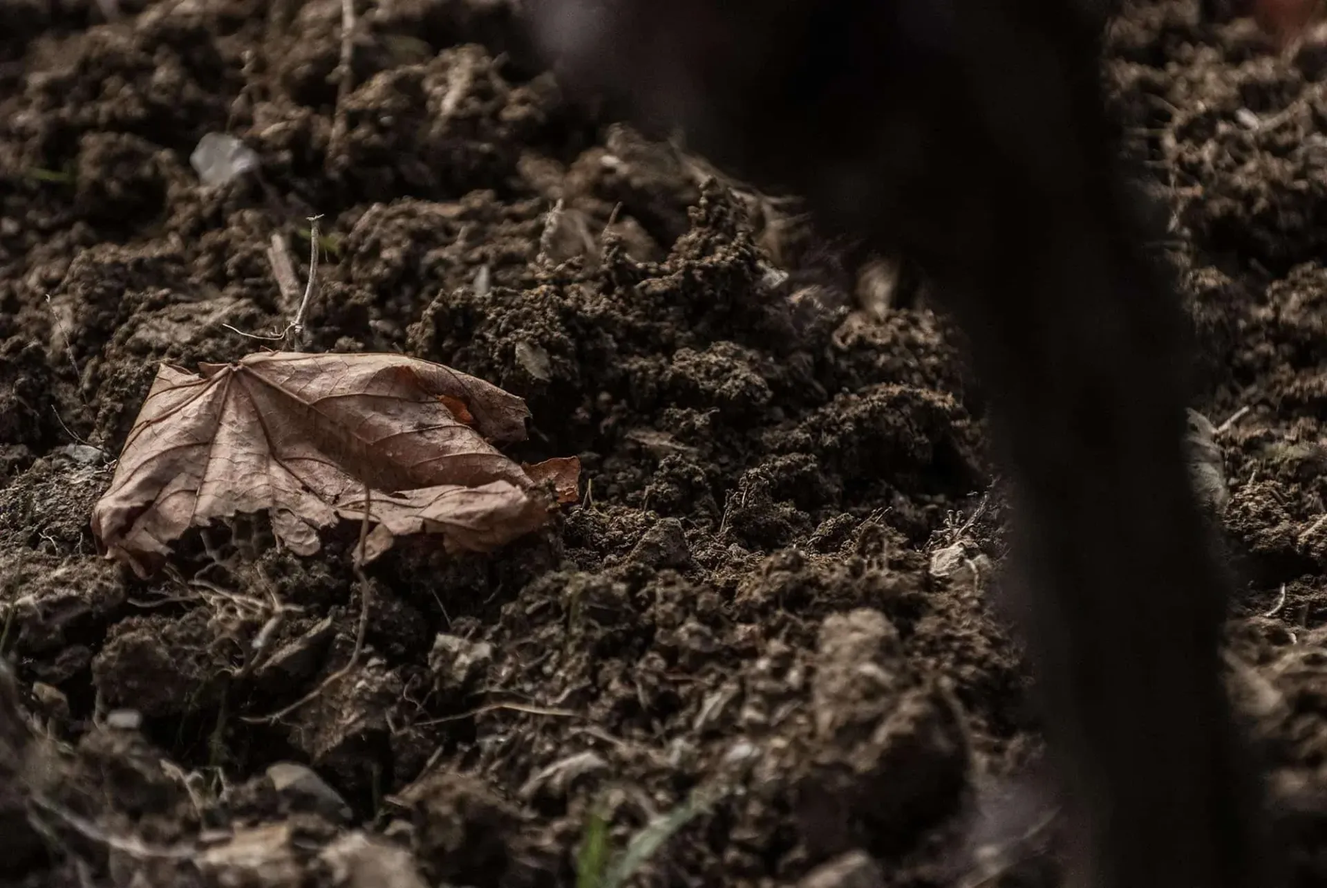 Brown, dry leaf on dark, tilled soil, at Pian dell'Orino vineyard.