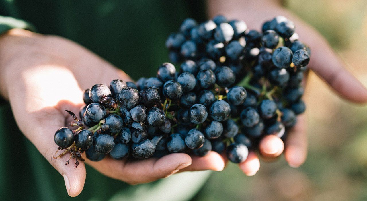 Venturini Baldini handpicked grapes, showcasing organic farming and sustainable viticulture in Emilia-Romagna.
