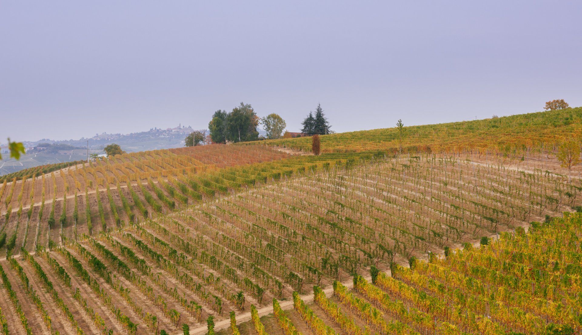 Vineyard on a hillside with rows of grapevines, at Rivetto