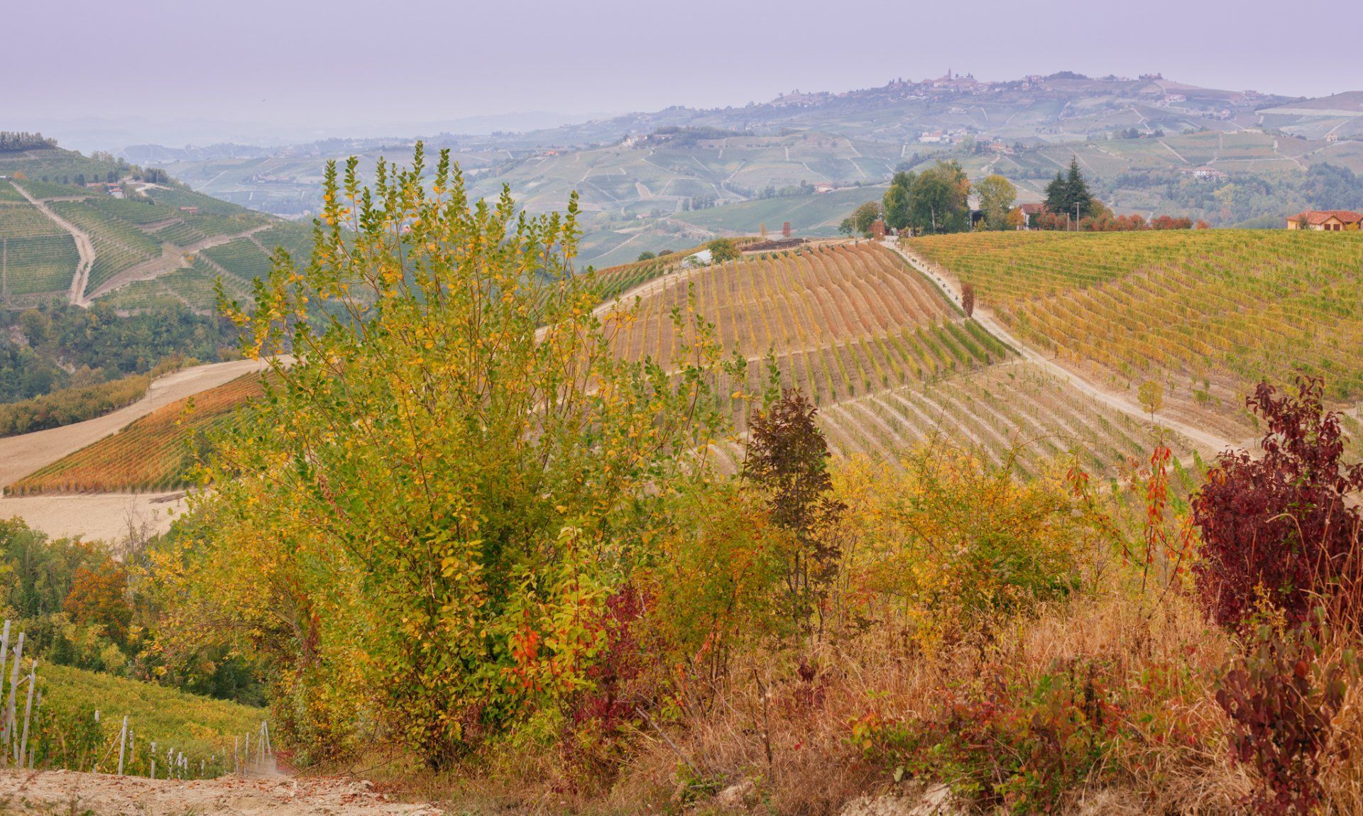 Rolling hills with vineyards and fall foliage in shades of yellow and red, at Rivetto.