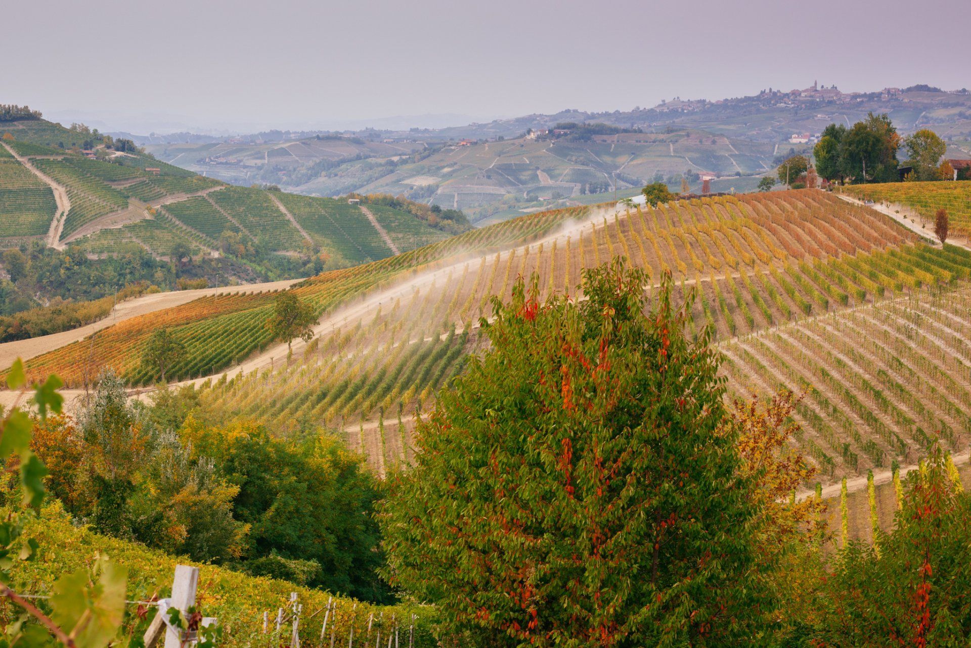 Vineyards on rolling hills with fall foliage, at Rivetto